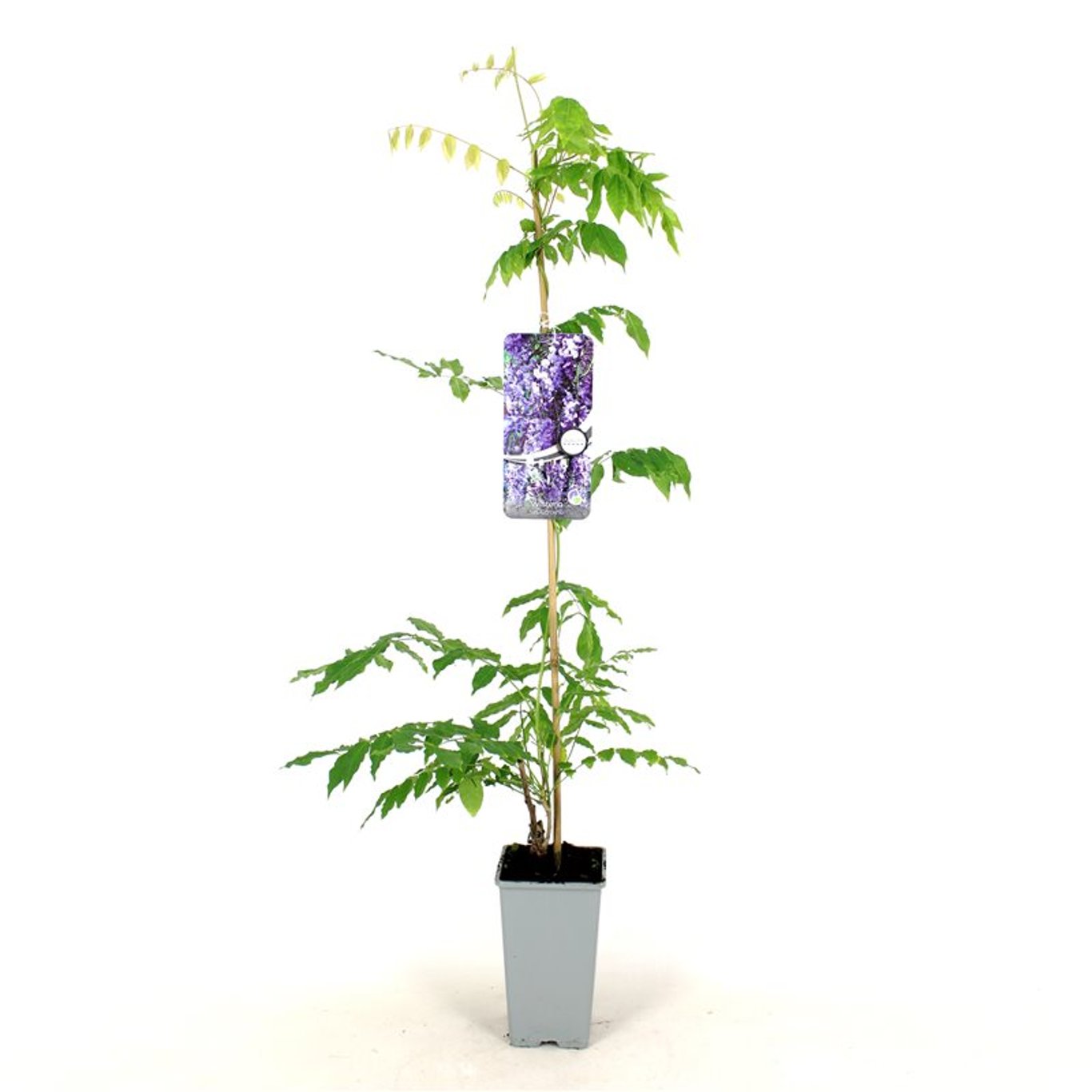Wisteria sinensis 'Caroline' - C2 80-100 CM Stick